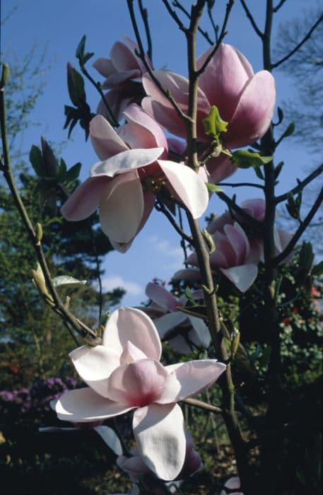 Magnolia 'Atlas'