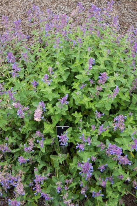 Catmint 'Little Titch'