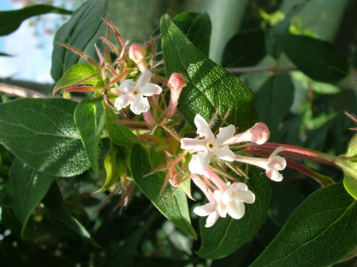 three-flowered zabelia