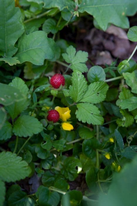 Indian strawberry
