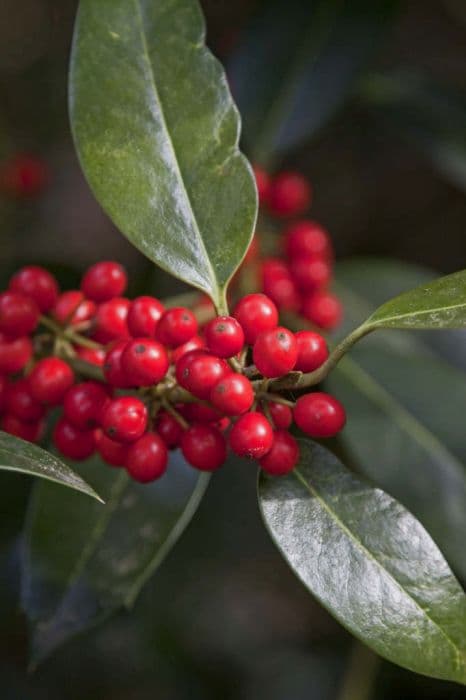 Highclere holly 'Camelliifolia'
