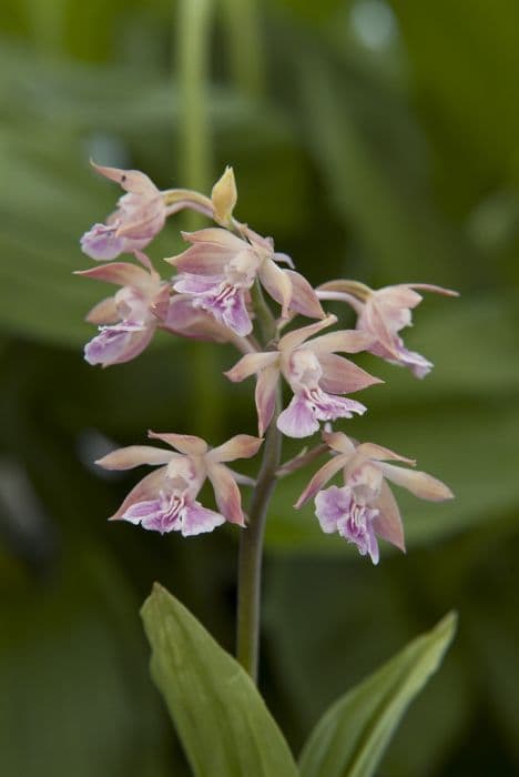 Two-coloured calanthe