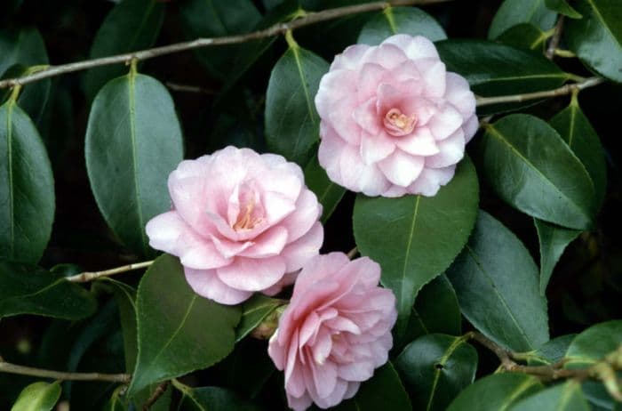 camellia 'Spring Festival'