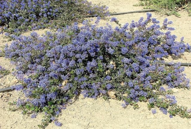 Californian lilac 'Blue Sapphire'