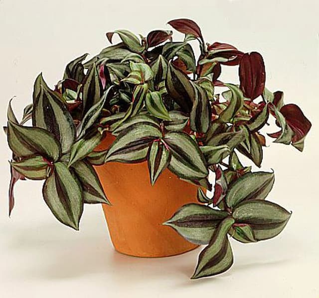 Four-coloured silver inch plant