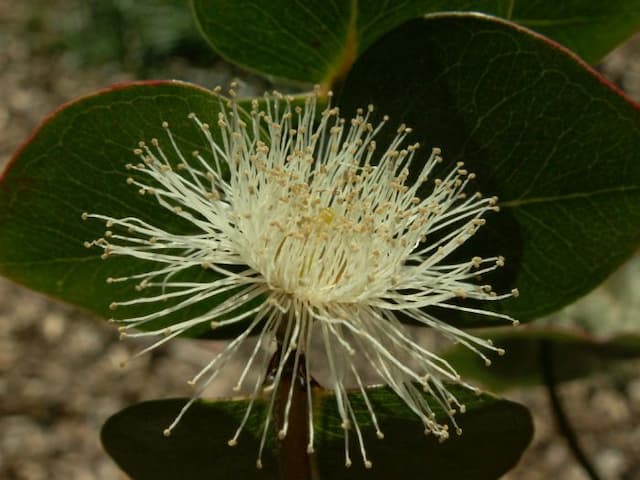 Silver-leaved mountain gum