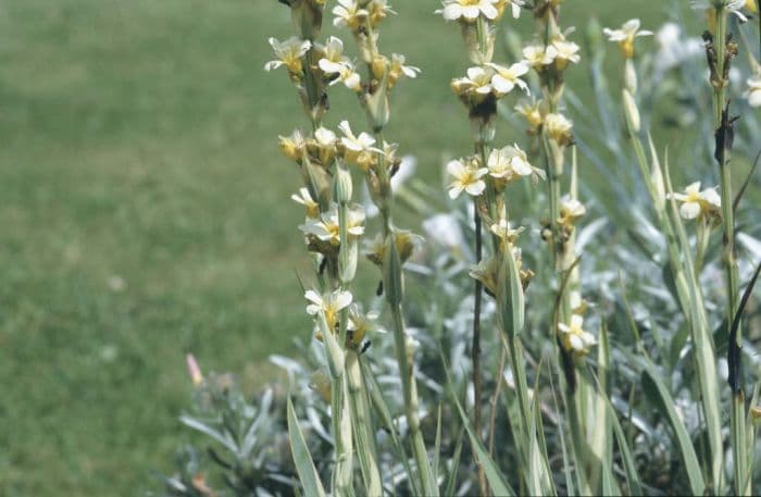 pale yellow-eyed grass 'Aunt May'