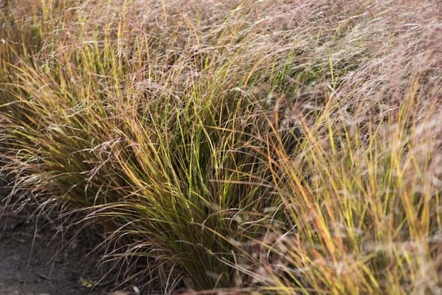 New Zealand wind grass