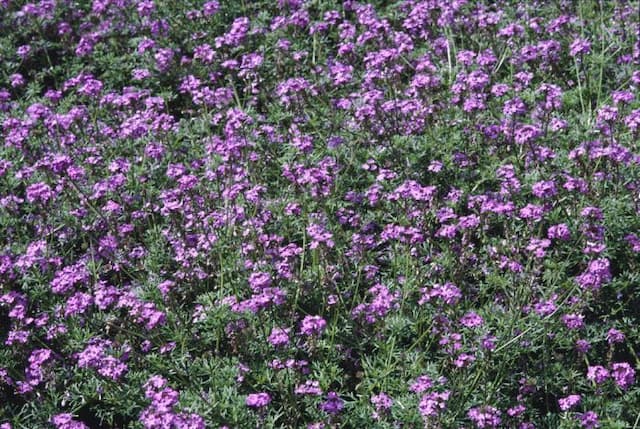 Vervain 'Moon River'
