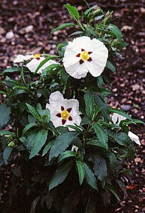Spotted white rockrose