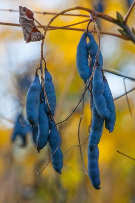 Blue bean shrub