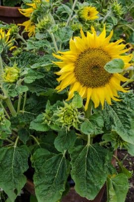 sunflower 'Dwarf Yellow Spray'