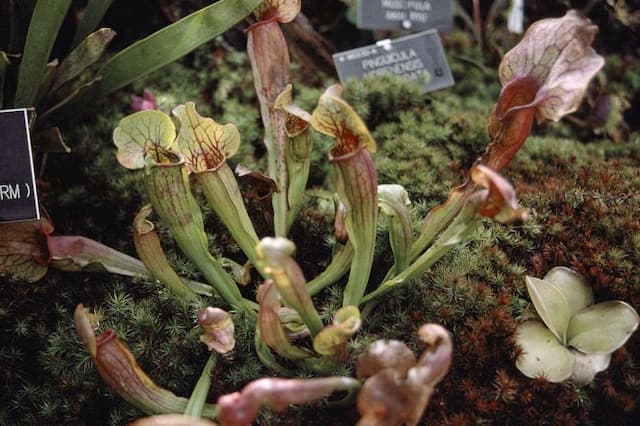Chelson pitcher plant
