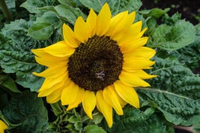 sunflower 'Miss Sunshine'