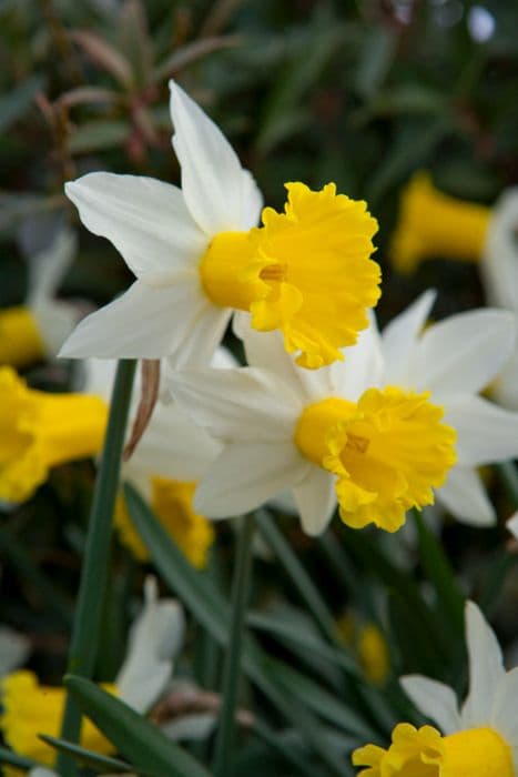 daffodil 'Wisley'