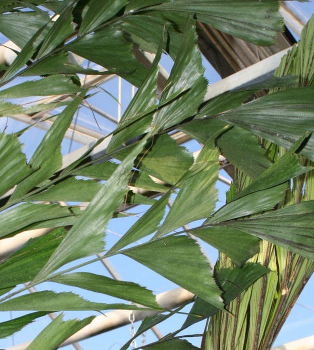 Burmese fishtail palm