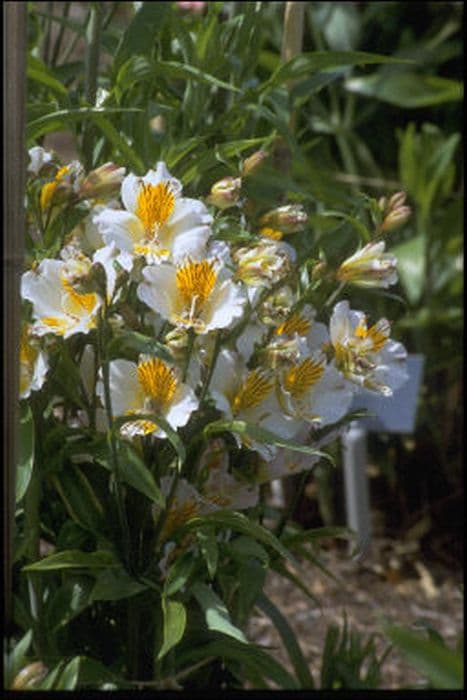 Peruvian lily 'Apollo'