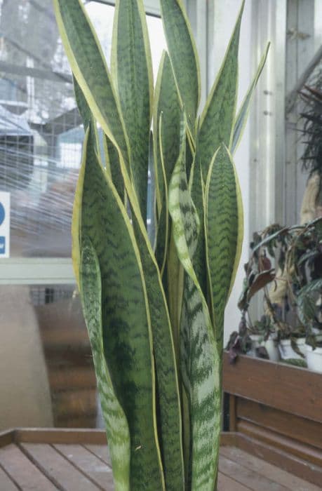 Variegated snake plant