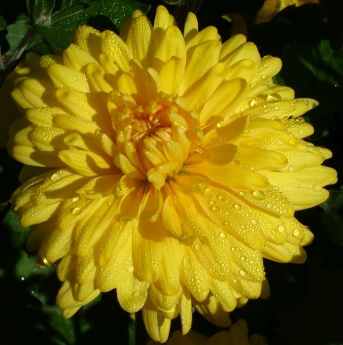 chrysanthemum 'Myss Carol'