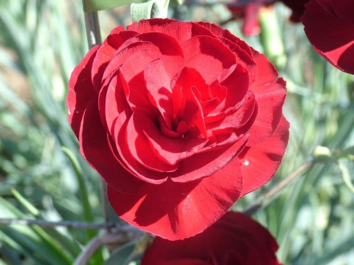 border carnation 'Spinfield Crimson'