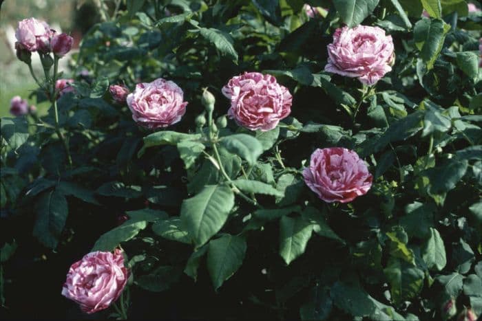 rose 'Ferdinand Pichard'