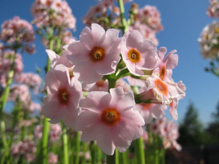 Japanese primrose 'Apple Blossom'