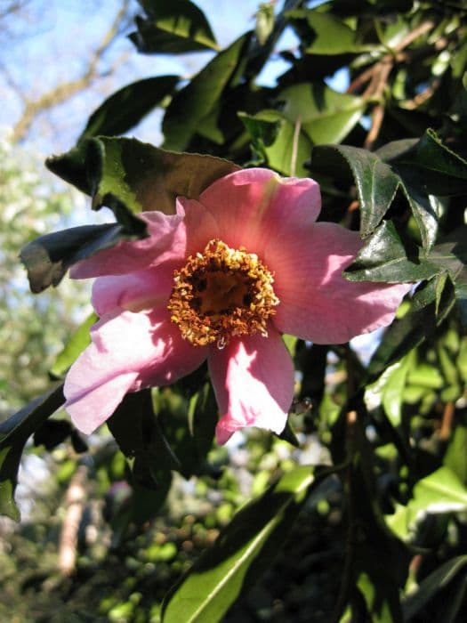 camellia 'C.F. Coates'