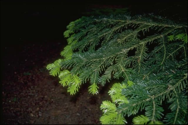 Caucasian fir