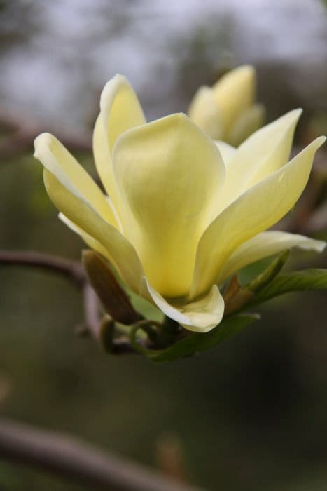 magnolia 'Lois'