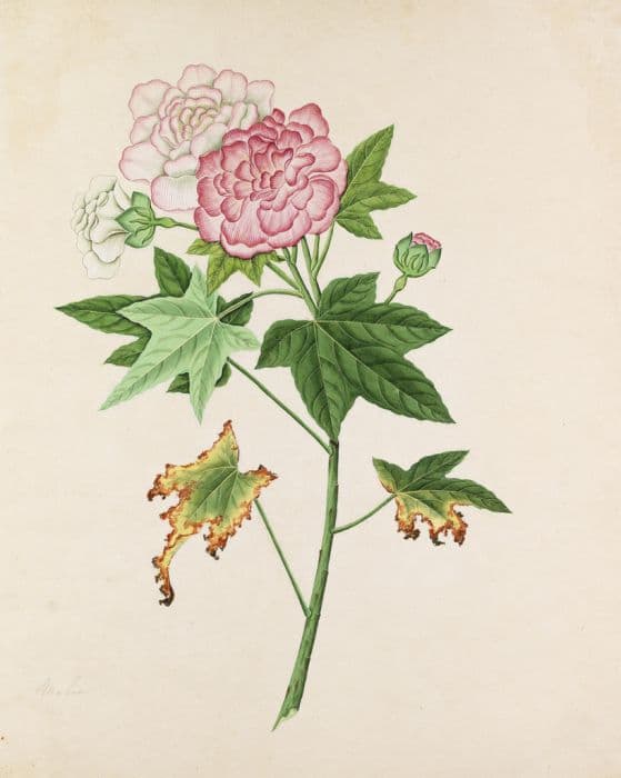 Confederate rose