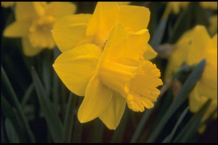 daffodil 'Bram Warnaar'