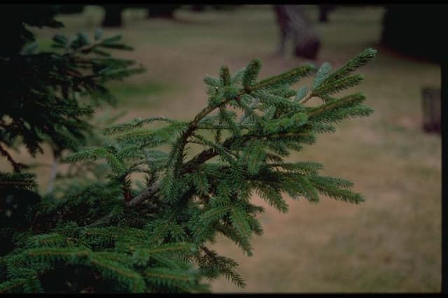 Oriental spruce