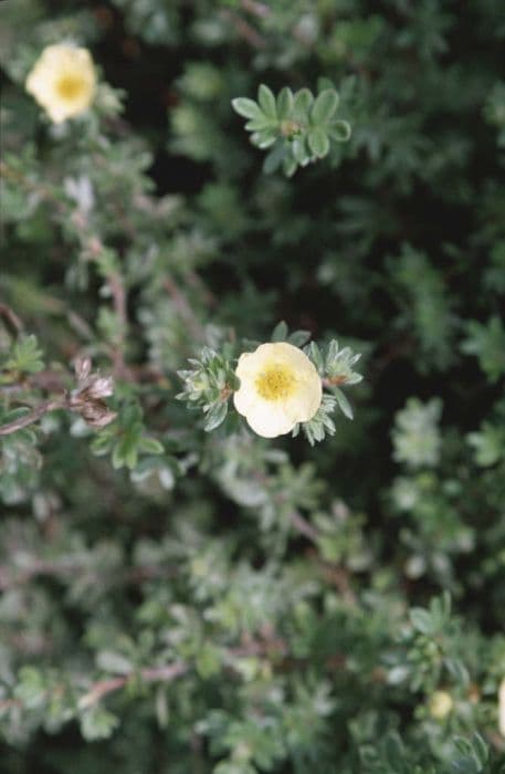shrubby cinquefoil 'Primrose Beauty'