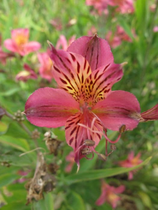 Peruvian lily 'Mauve Majesty'