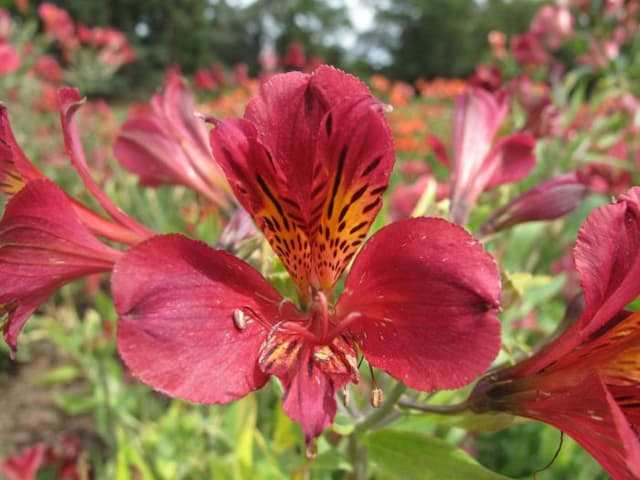 Peruvian lily 'Evening Song'
