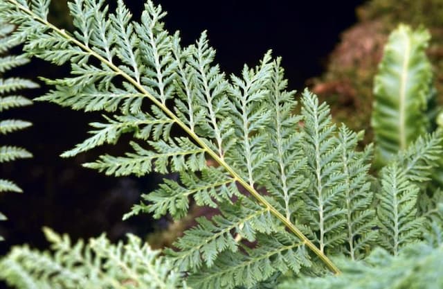 Lady fern 'Vernoniae'