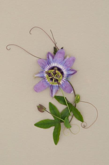 Passion flower 'Betty Myles Young'