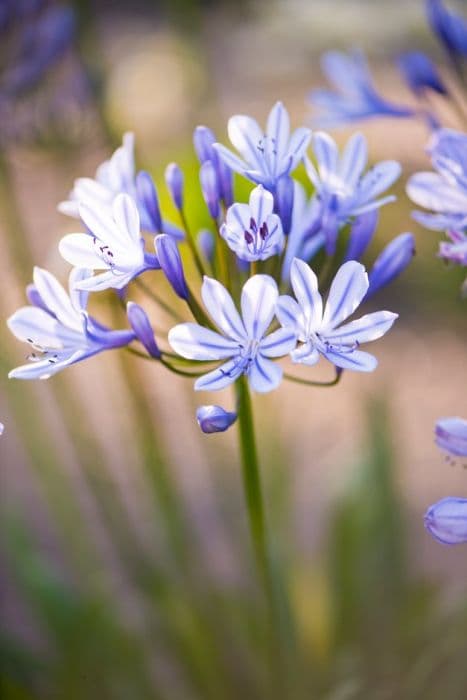 African lily 'Sweet Surprise'