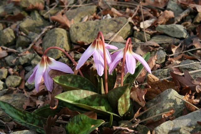 Dog's tooth violet 'Pink Perfection'