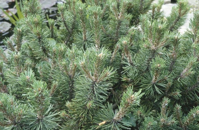 dwarf mountain pine Pumilio Group