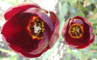 tulip 'Jan Reus'
