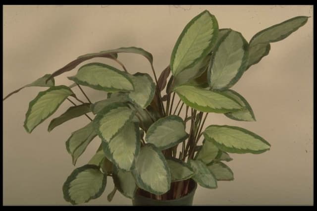 Silver variegated calathea