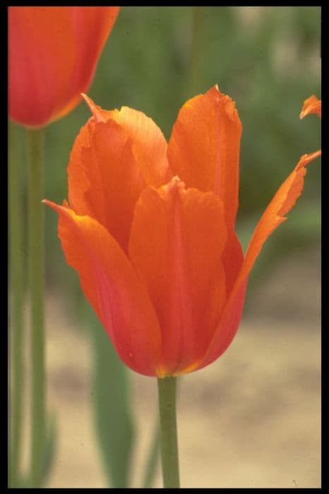 tulip 'Temple of Beauty'