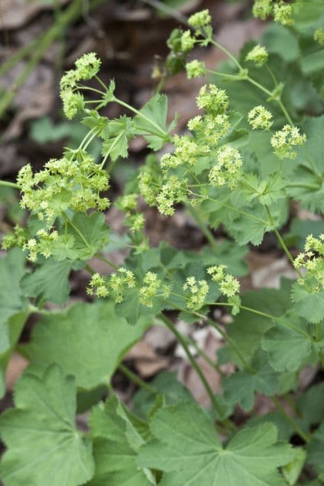 Sparsely-foliated Lady's mantle
