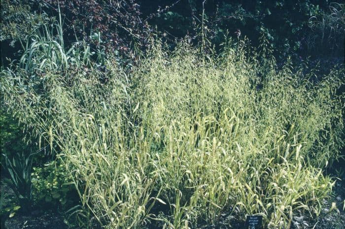 Bowles's golden grass