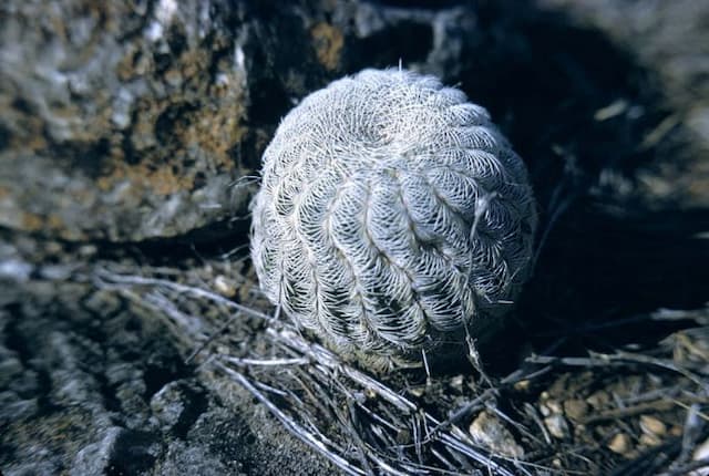 Black lace cactus