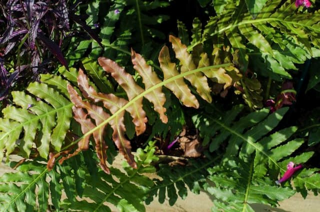 Dwarf Brazilian tree fern