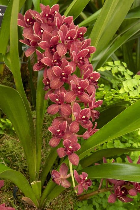 Boat orchid Dorothy Stockstill gx