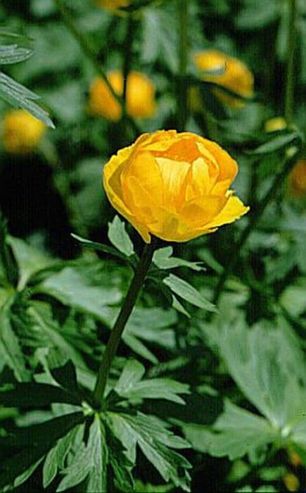 globeflower 'Orange Princess'