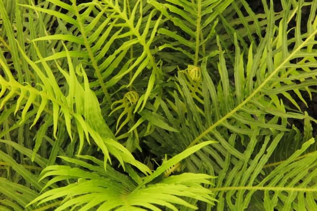 Miniature tree fern